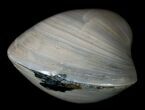 Polished Fossil Clam - Small Size #5289-2